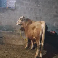 گوساله نر|حیوانات مزرعه|سیلوانه, |دیوار