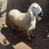 گوسفند مری و یک بز