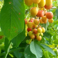 مشارکت در زمین سیب و. گیلاس در شهرستان گرمی