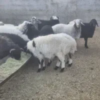 بره صادراتی