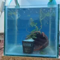 آکواریوم ۲۵در۲۵