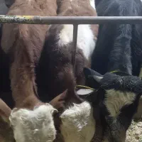 فروش گوساله های درجه یک پرواری درهمه وزن|حیوانات مزرعه|فرمهین, |دیوار