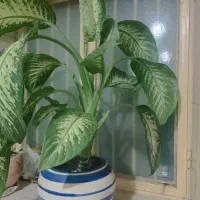 فروش گل|گل و گیاه طبیعی|چغادک, |دیوار