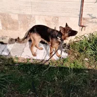 سگ ژرمن شولاین اصلی ماده