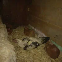 خروسلاری|حیوانات مزرعه|صحنه, |دیوار