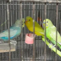 مرغ عشق رینبو، زرد