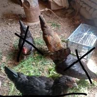 مرغ تخم گذار جهادی