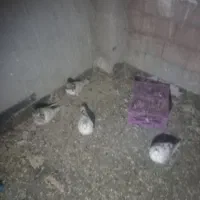 کبوترطوقی|پرنده|اردبیل, |دیوار