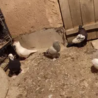 کبوتر ابلاغ ترکیه پاپر پلاگی سفید همش یجا