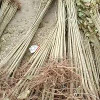 فروش نهال در نهالستان تخصصی بزرگ سهند