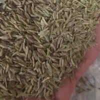 دیمه|گل و گیاه طبیعی|تربت جام, یحیی آباد|دیوار