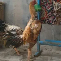 خروس اوشامو اصیل بالغ یک ساله