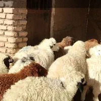 11بر سبک 6نر و5ماده