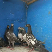 پنج جفت جوجه تیدی