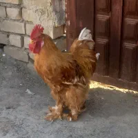 خروس برهمازرد