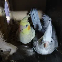 جوجه عروس هلندی سرلاکی