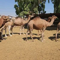 فروش شتر ریز درشت تماس بگیرید