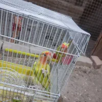 جفت کوتوله مولد بضمانت تخم و جوجه|پرنده|کاشمر, |دیوار
