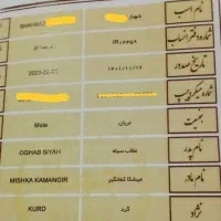 اسب‌نریان مشگی کرد شناسنامه ۱|اسب و تجهیزات اسب‌سواری|قم, آزادگان|دیوار