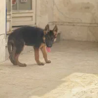 سگ چهار ماه ماده