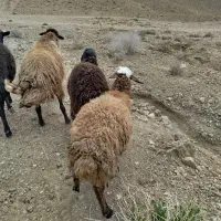 دو راس بره چاق کشتاری 50تا55کیلو