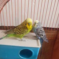 مرغ عشق هلندی