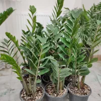 گل طبیعی آپارتمانی سانسوریا ابلق15شاخه ریشه پرفقط|گل و گیاه طبیعی|فردیس, شهرک وحدت|دیوار
