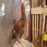 تعدادی جوجه لاری و طاقچه موجود