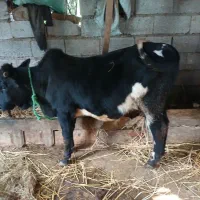 این سه راس گوساله بفروش می رسد|حیوانات مزرعه|حویق, |دیوار