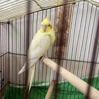 عروس|پرنده|جغین, |دیوار