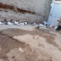 کبوتر مناسب نسل کشی|پرنده|آذرشهر, |دیوار