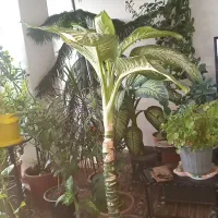 گل دیفن باخیا ۱متری