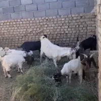 بز پاکستانی اصل