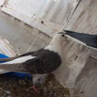 ساده افغانی با جوجه هفت رنگ معاوضه