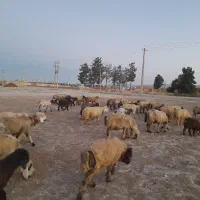 ۳۶ راس میش و ۲۷ بره و ۲ قوچ اصل بختیاری
