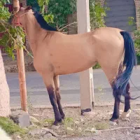 فروس ۲راس اسب ماده
