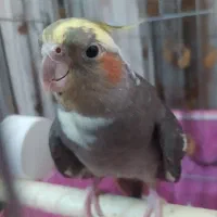 عروس هلندی گم شده