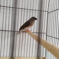 فنچ گلدین. کبوتر الماسی . فنچ کینگ