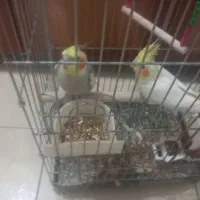 عروس هلندی جفتی نرناده|پرنده|اوز, |دیوار