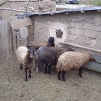 فروش گوسفند و بز