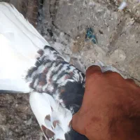 شهری ماده|پرنده|آبپخش, |دیوار