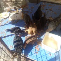 فروش مرغ و جوجه