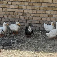 اردک|حیوانات مزرعه|شیروان (لرستان), |دیوار
