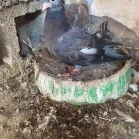 کبوتر لوت|پرنده|سوسنگرد, |دیوار