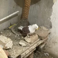 کفتر|حیوانات|شاهرود, |دیوار