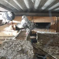 فروش،چند عدد کبوتر اس وپرشی