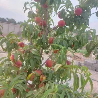 باغ 450 متری|فروش زمین و ملک کلنگی|محمدشهر, عباس آباد|دیوار