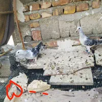 کبوتر سبز سنگی رنگی کیلومتری