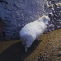 بره نر|حیوانات|سده (خراسان جنوبی), |دیوار