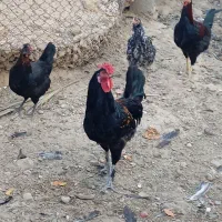 فروش مرغ وخروس